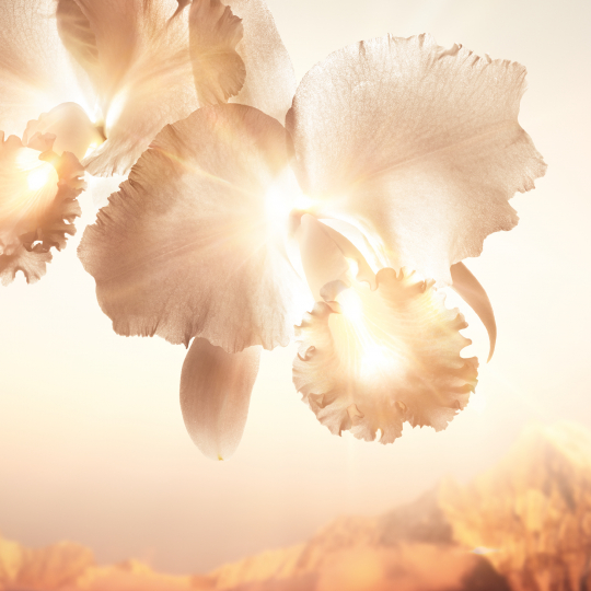 orchidee-imperiale-gold-nobile