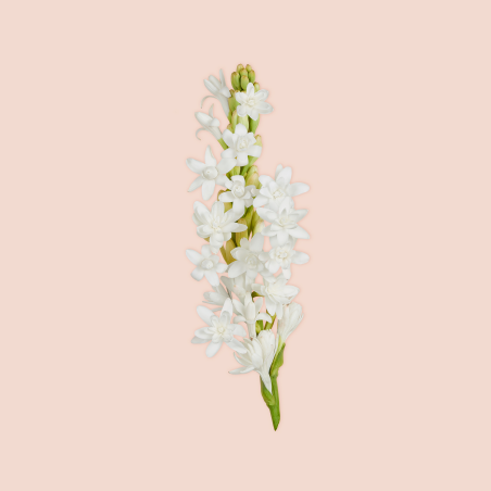 Gucci Bloom Parfum para Mujer