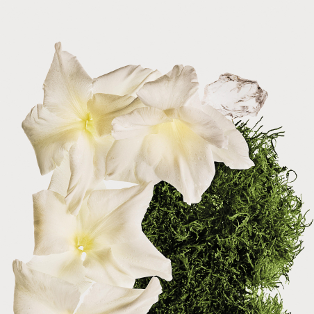 CK Cotton Musk Bruma Perfumada para Cuerpo y Cabello