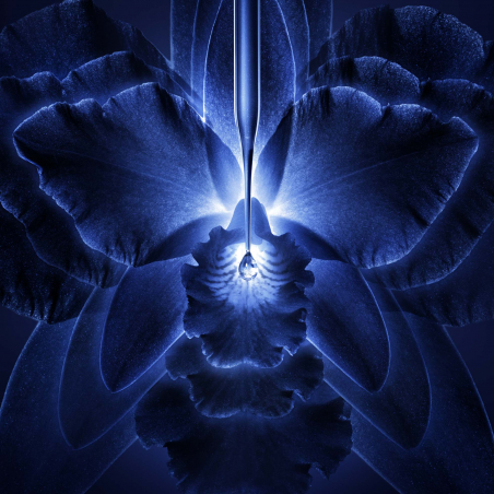 ORCHIDÉE IMPÉRIALE LA CREMA RICA