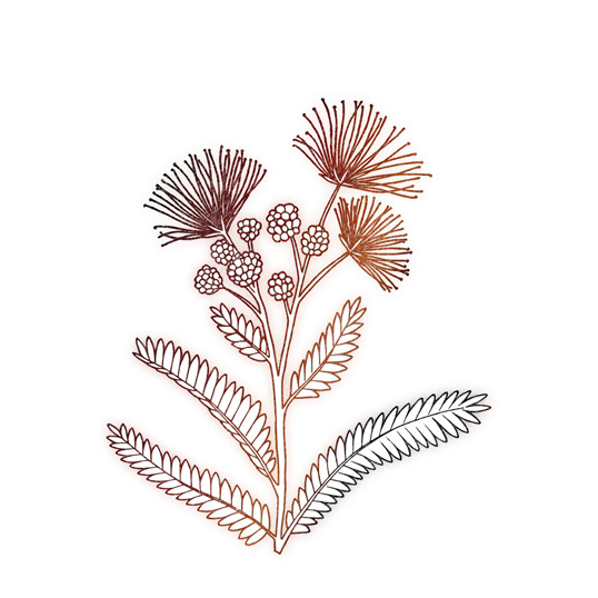 Heath ingrediente Árbol de Seda Persa Heath ingrediente Árbol de Seda Persa