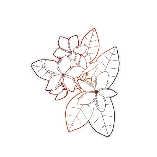 Heath ingrediente Flor de Tiaré Heath ingrediente Flor de Tiaré