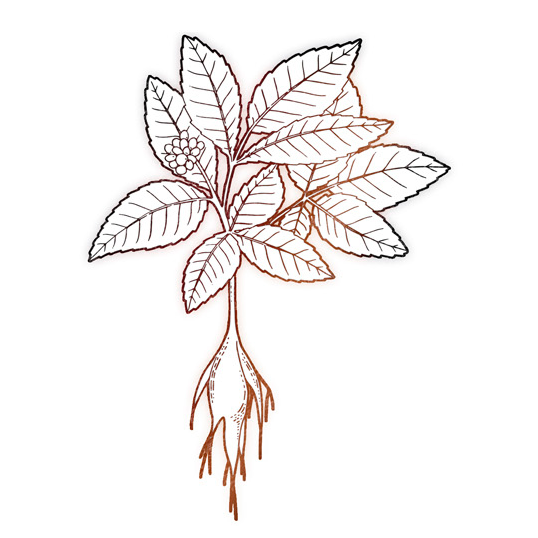 Heath ingrediente Ginseng Heath ingrediente Ginseng