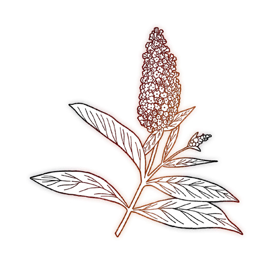 Heath ingrediente Arbusto Mariposa Heath ingrediente Arbusto Mariposa