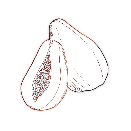 Heath ingrediente Extracto de Papaya Heath ingrediente Extracto de Papaya