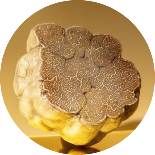 ingrediente Trufa blanca Júlia Gold ingrediente Trufa blanca Júlia Gold