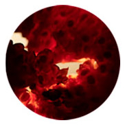 perfumes con acordes afrutados Montale