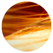 perfumes con acordes de almizcle Montale