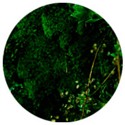 perfumes con acordes amaderados Montale