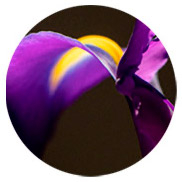 perfumes con acordes florales Montale