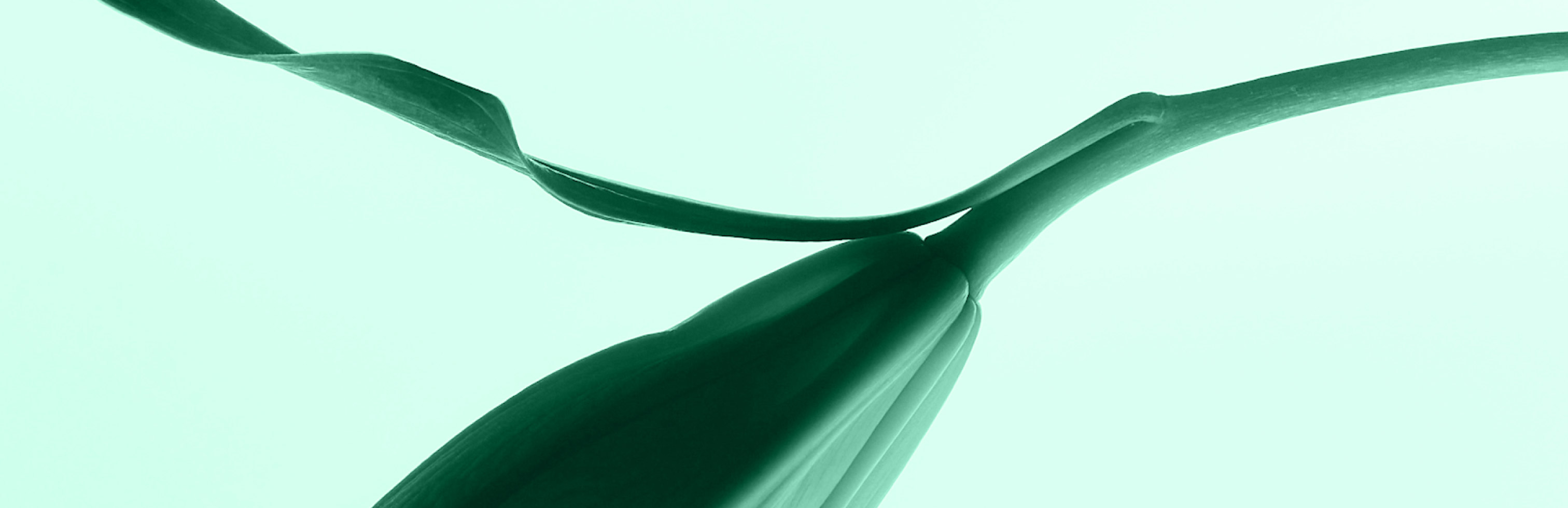 Click and Collect Júlia